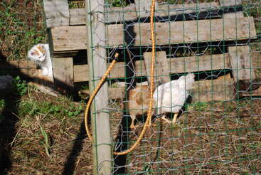 Un curioso gatito se asoma por detrás de unos tablones de madera mientras dos gallinas picotean el suelo dentro de un recinto vallado, con la luz del sol proyectando sombras sobre la escena.