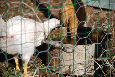 Dos gallinas, una blanca y otra marrón, beben agua de un recipiente metálico dentro de un recinto de alambre en un día soleado, de pie sobre hierba y tierra.