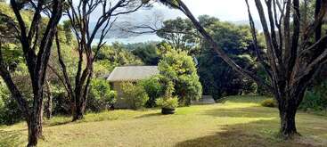 A small house sits nestled among lush green trees, viewed from a grassy clearing with tall, spreading tree trunks framing the peaceful, sunlit scene.