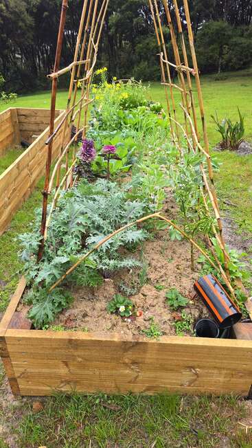 Ein hölzernes Hochbeet enthält üppiges Blattgemüse, Blumen und ein Spalier aus Bambusstäben, umgeben von grünem Gras und Bäumen im Hintergrund.