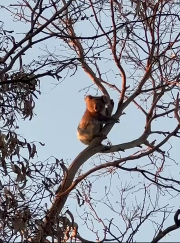 A koala sits high on a bare tree branch, surrounded by sparse leaves. The soft evening sunlight highlights its fur against the clear blue sky.