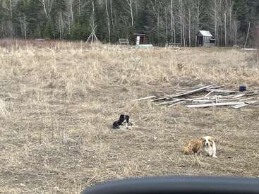 Zwei Hunde ruhen sich auf einer trockenen, grasbewachsenen Wiese aus, die mit Holzresten übersät ist. Im Hintergrund sind unter einem bewölkten Himmel ein Wald und kleine Holzschuppen zu sehen.