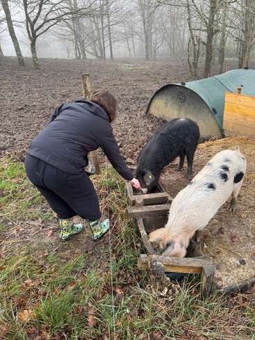 Una persona vestida con ropa oscura y botas estampadas da de comer a dos cerdos en un recinto boscoso y embarrado, con un cobertizo para cerdos cerca y árboles envueltos en la niebla al fondo.