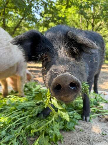 Um porco preto está comendo folhas verdes frescas, olhando diretamente para a câmera. Há outro porco ao fundo. Árvores verdes e frondosas preenchem a cena.