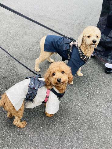 Dos adorables caniches llevan una correa, vestidos con trajes tradicionales japoneses. Sus simpáticas expresiones y su elegante vestimenta les confieren un aspecto encantador en la acera.