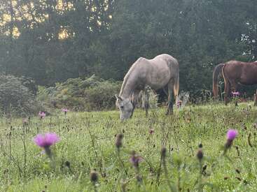Ein graues Pferd grast friedlich auf einer Wiese, die mit violetten Wildblumen übersät ist. Ein weiteres Pferd ist teilweise zu sehen. Bäume und sanftes Sonnenlicht prägen den ruhigen Hintergrund.