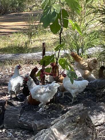 A group of chickens gather around a small tree in a shaded outdoor area, surrounded by greenery, logs, and dappled sunlight in a natural setting.