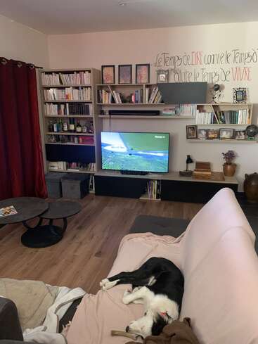 A cozy living room with wooden floors, bookshelves, TV, round coffee table, red curtains, and a black and white dog relaxing on a pink-covered sofa.