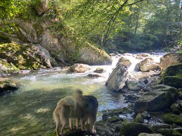 Un chien pelucheux se tient au bord d'un ruisseau clair et rocailleux, entouré d'arbres verdoyants, de rochers moussus et de rayons de soleil étincelants filtrant à travers les feuilles.