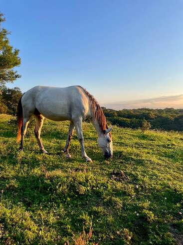 Un caballo blanco pasta tranquilamente en un prado verde bañado por el sol, rodeado de árboles y colinas bajo un cielo azul y despejado en la hora dorada.