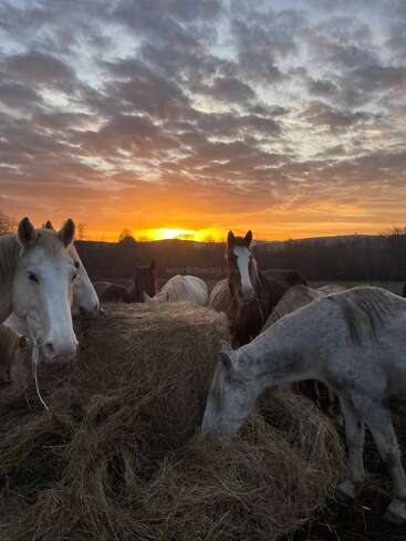Un grupo de caballos come heno juntos en un campo al amanecer. El cielo, de un naranja intenso, está cubierto de nubes espectaculares, lo que crea un ambiente tranquilo y rural.