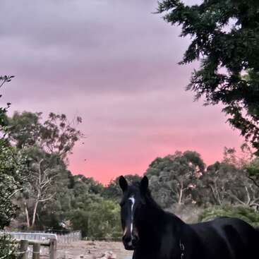 Um cavalo preto está em primeiro plano numa paisagem verdejante. Atrás dele, as árvores e um céu ao pôr do sol em tons de rosa vibrante criam uma atmosfera tranquila.