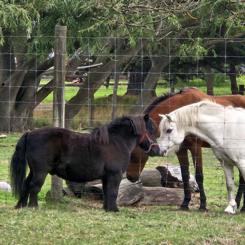 Três cavalos estão em um campo gramado atrás de uma cerca de arame. Um é preto, outro é branco e o terceiro é castanho. As árvores oferecem sombra.