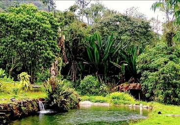 Lush green rainforest surrounds a serene pond with a small waterfall. Dense trees, plants, and a rustic wooden shelter create a peaceful, natural haven.