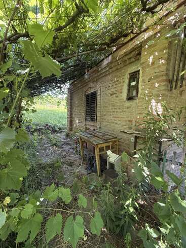 An old brick house is shaded by overgrown vines. A wooden table and chair sit abandoned under the lush green canopy, surrounded by untamed vegetation.