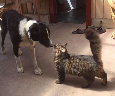Un chien noir et blanc et un chat tabby pelucheux se reniflent curieusement à l'intérieur, près d'une porte, avec la lumière du soleil et des chaussures en arrière-plan.