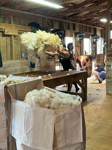 Des travailleurs à l'intérieur d'un hangar rustique en bois traitent de la laine de mouton fraîchement tondue. Une personne jette une grande toison sur une table, tandis que d'autres tondent des moutons à l'arrière-plan.