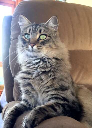 A fluffy, long-haired tabby cat with striking green eyes sits alertly on a brown chair, gazing curiously at something, bathed in natural indoor light.