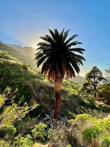 The image depicts a majestic palm tree standing tall in a lush, grassy hillside, surrounded by vibrant greenery and set against a brilliant blue sky with the sun shining brightly.