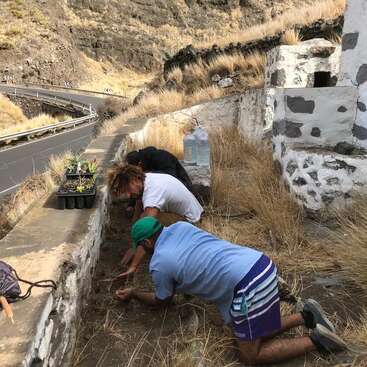 Zwei Menschen pflanzen in einem Straßengraben, mit einer Straße und Leitplanke im Hintergrund, umgeben von trockenem Gras und einer weißen Steinmauer.