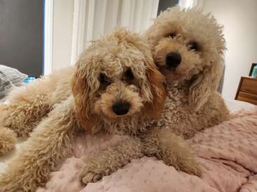 Zwei süße Hunde mit lockigem Fell kuscheln auf einer weichen, rosa Decke. Sie sehen total entspannt und liebevoll aus, wie sie da gemütlich in einer gemütlichen Innenraumkulisse liegen.