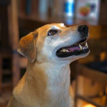 A tan and white dog looks upward with a happy, open-mouthed expression. Warm indoor lighting highlights its attentive eyes and gentle, friendly demeanor. Background blurred.