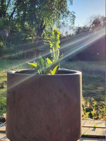 A young green plant grows in a large, dark pot, illuminated by morning sunlight streaming through a lush backyard garden, casting radiant beams and shadows.