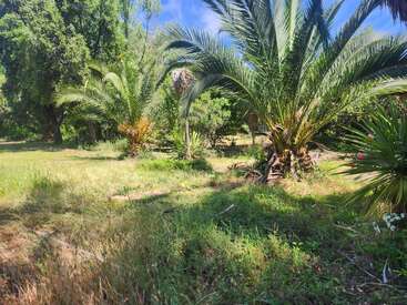 This image shows a lush, sunlit garden with tall palm trees, vibrant green grass, scattered wildflowers, and dense foliage, creating a peaceful, tropical, and natural atmosphere.