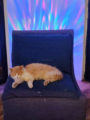 A fluffy orange and white cat sleeps peacefully on a blue chair. Colorful rainbow lights create a vibrant, magical effect on the wall behind it.