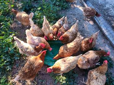 Eine Gruppe brauner Hühner versammelt sich im Kreis, pickt nach Futter auf einem grünen Tablett und ist dabei von Gras und Erde in einem Freigehege umgeben.