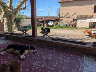 Ein schwarz-weißer Hund schläft auf einem rot gemusterten Teppich, während eine Katze daneben auf einem Tisch faulenzt. Im Hintergrund sind rustikale Bauernhäuser und landwirtschaftliche Geräte zu sehen.