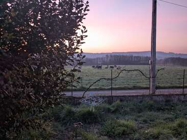 Eine friedliche ländliche Szene bei Sonnenaufgang, die ein Feld mit grasenden Kühen, einen Baum im Vordergrund, einen Zaun, eine Wiese und in der Ferne sanfte Hügel zeigt.
