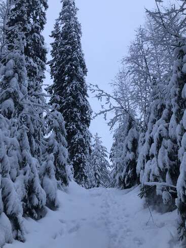 The image depicts a serene snowy forest scene, featuring towering trees covered in snow, with a narrow path leading through the center, set against an overcast sky.