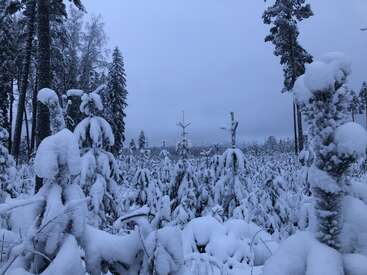 The image depicts a serene winter landscape, featuring snow-covered trees and bushes set against a gray sky, evoking a sense of calm and tranquility.