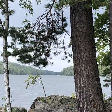 The image depicts a serene lake scene, with a large tree trunk in the foreground, surrounded by lush greenery and a tranquil body of water under a cloudy sky.