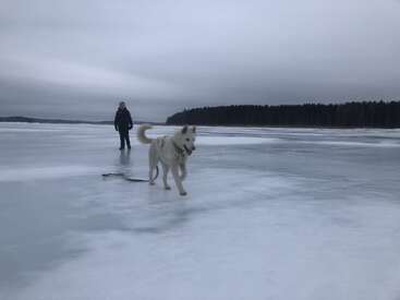 A person and a dog walk on a frozen lake, with a forest in the background and a cloudy sky above. The dog is white and has a leash.