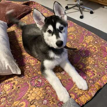 The image depicts a black and white husky puppy lying on a vibrant floral-patterned blanket in a cozy room, surrounded by pillows and a wooden cabinet.