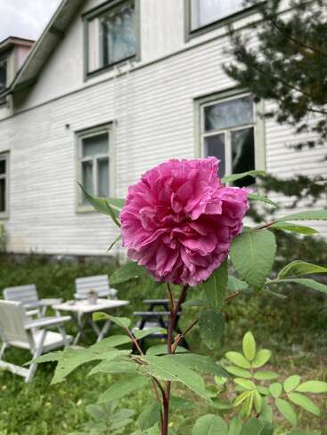 A vibrant pink rose blooms in the foreground. In the background, there is a white wooden house, green trees, and a cozy outdoor seating area.