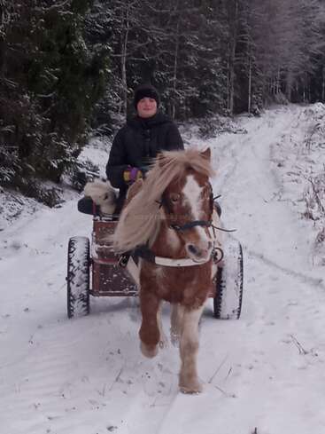 Una persona va sentada en un pequeño carro tirado por un poni marrón y blanco por un camino forestal nevado, abrigada con ropa de invierno, disfrutando del aire libre.
