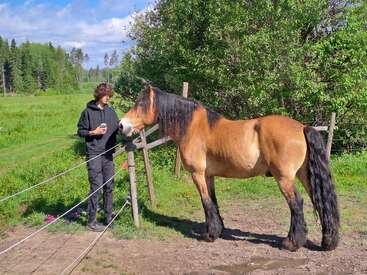 Un hombre de negro está de pie junto a una valla, con una bebida en la mano, acariciando a un gran caballo marrón de crin negra, rodeado de una exuberante campiña verde.