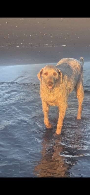 Un perro de pelaje claro está de pie en aguas poco profundas con una expresión feliz, bañado por la cálida luz del sol en una tranquila playa de arena con suaves olas.