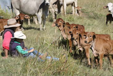 A imagem mostra um grupo de bezerros em pé em um campo, com alguns adultos ao fundo e uma cerca visível à distância. Os bezerros provavelmente fazem parte de um rebanho maior.