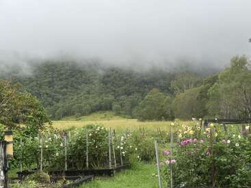 A imagem retrata uma cena serena de jardim com flores vibrantes e vegetação exuberante, tendo como pano de fundo uma floresta enevoada e um céu nublado.
