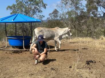 A imagem mostra uma mulher agachada em um campo, com uma vaca atrás dela, um bebedouro azul e um dossel próximo, tendo como pano de fundo árvores e um céu claro.