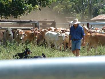 A imagem mostra um homem de camisa azul e chapéu caminhando por um campo de gado, com uma cerca e árvores ao fundo.