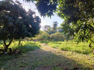 Un chemin de jardin luxuriant, éclairé par le soleil, serpente à travers l'herbe verte et les arbres. Les rayons du soleil filtrent à travers le feuillage dense, créant une scène paisible et sereine dans la nature.