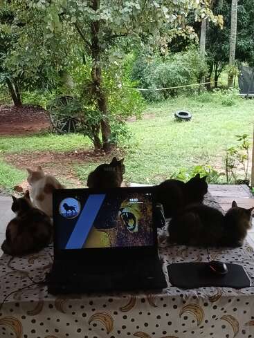 Une table avec un ordinateur portable et une souris se trouve à l'extérieur, face à un jardin verdoyant. Cinq chats se prélassent sur la table, profitant de l'environnement naturel et paisible.