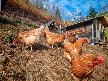 A group of brown chickens forage on a grassy hillside near a rustic wooden coop, surrounded by trees and under a bright blue sky with clouds.