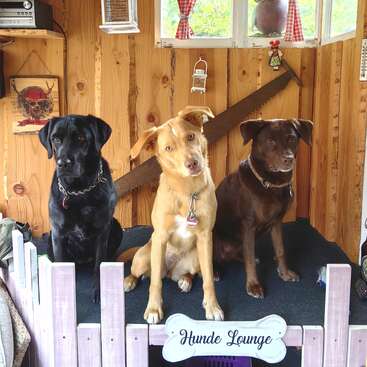 Three dogs—black, tan, and brown—sit together on a platform labeled "Hunde Lounge," inside a cozy wooden room decorated with small items and windows.