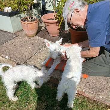 Un anciano con gorra acaricia a un perro blanco tumbado sobre una manta naranja, mientras otros dos perros blancos interactúan cerca en un día soleado.
